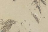 Shale With Dawn Redwood (Metasequoia) Fossils - Montana #378292-1